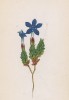 Горечавка черепитчатая (Gentiana imbricata (лат.)) (лист 288 известной работы Йозефа Карла Вебера "Растения Альп", изданной в Мюнхене в 1872 году)