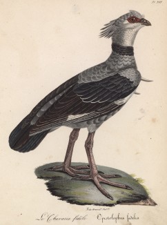 Хохлатая паламедея (лист из альбома литографий "Галерея птиц... королевского сада", изданного в Париже в 1825 году)