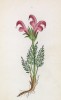Мытник пучковатый (Pedicularis fasciculata (лат.)) (лист 315 известной работы Йозефа Карла Вебера "Растения Альп", изданной в Мюнхене в 1872 году)