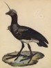Рогатая паламедея (лист из альбома литографий "Галерея птиц... королевского сада", изданного в Париже в 1825 году)