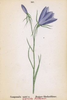 Колокольчик карника (Campanula carnica (лат.)) (лист 257 известной работы Йозефа Карла Вебера "Растения Альп", изданной в Мюнхене в 1872 году)