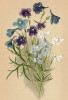 Дельфиниум китайский / крупноцветковый. Многолетники наиболее красивые и пригодные для садовой культуры. Санкт-Петербург, 1913