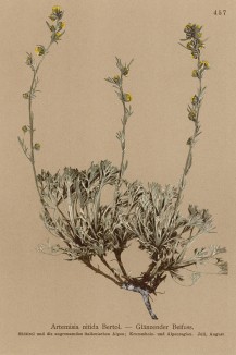 Полынь блестящая (Artemisia nitida (лат.)) (из Atlas der Alpenflora. Дрезден. 1897 год. Том V. Лист 457)