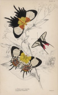 Бабочки Helicopis Cupido (1) и Erycina Octavius (2) (лат.) (лист 24 XXXVI тома "Библиотеки натуралиста" Вильяма Жардина, изданного в Эдинбурге в 1837 году)