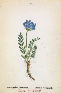 Астрагал леонтинский (Astragalus leontinus (лат.)) (лист 122 известной работы Йозефа Карла Вебера "Растения Альп", изданной в Мюнхене в 1872 году)