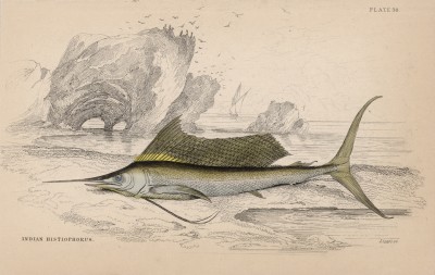 Рыба-парусник из семейства Istiophoridae (Histophorus Indicus (лат.)) (лист 30 тома XXVIII "Библиотеки натуралиста" Вильяма Жардина, изданного в Эдинбурге в 1843 году)