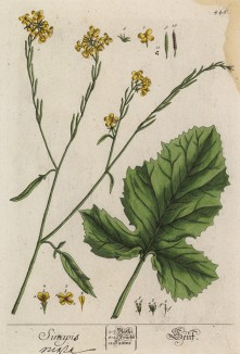 Горчица белая (Sinapis (лат.)) из семейства капустные (лист 446 "Гербария" Элизабет Блеквелл, изданного в Нюрнберге в 1760 году)