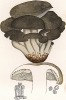Говорушка серая или дымчатая, Clitocube cinerascens Bull. (лат.), съедобный и вкусный гриб. Дж.Бресадола, Funghi mangerecci e velenosi, т.I, л.54. Тренто, 1933