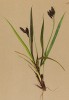 Осока черноватая (Carex atrata (лат.)) (из Atlas der Alpenflora. Дрезден. 1897 год. Том I. Лист 47)