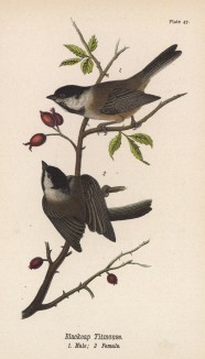 Синица, или синица черноголовая (Parus atricapillus) (лист 47 известной работы Бенджамина Уоррена "Птицы Пенсильвании", иллюстрированной по мотивам оригиналов Джона Одюбона. США. 1890 год)