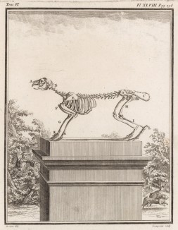 Скелет зайца (лист XLVIII иллюстраций к шесому тому знаменитой "Естественной истории" графа де Бюффона, изданному в Париже в 1756 году)