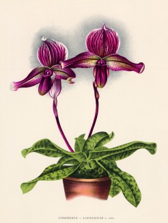 Орхидея CYPRIPEDIUM x LANSBERGEAE (лат.) (лист DCCXXVII Lindenia Iconographie des Orchidées - обширнейшей в истории иконографии орхидей. Брюссель, 1901)