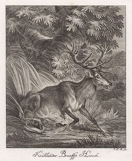 Олень, охлаждающийся в ручье. Гравюра Иоганна Элиаса Ридингера из Entwurff Einiger Thiere ..., Аугсбург, 1738. 