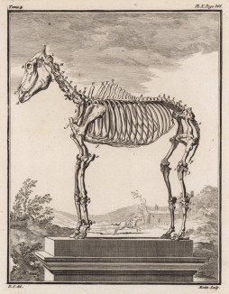 Скелет верблюда (лист X иллюстраций к четвёртому тому знаменитой "Естественной истории" графа де Бюффона, изданному в Париже в 1753 году)