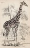 Жираф (Cameleopardalis antiquorum (лат.)) (лист 21 тома XI "Библиотеки натуралиста" Вильяма Жардина, изданного в Эдинбурге в 1843 году)