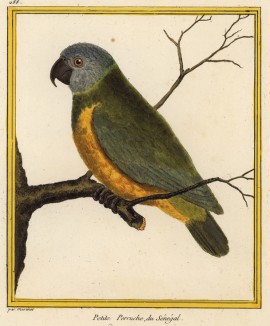 Попугай из Сенегала (из Table des Planches Enluminées d'Histoire Naturelle de M. D'Aubenton (фр.). Утрехт. 1783 год (лист 288))