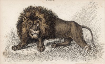 Гневный лев (Felis Leo (лат.)) (лист 2 тома III "Библиотеки натуралиста" Вильяма Жардина, изданного в Эдинбурге в 1834 году)