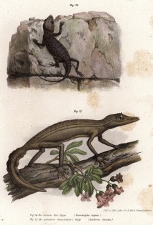 Тонкопалый геккон Stenodactylus elegans и геккон Lonchurus lineatus (лат.) (из Naturgeschichte der Amphibien in ihren Sämmtlichen hauptformen. Вена. 1864 год)