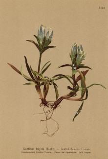 Горечавка студёная (Gentiana frigida (лат.)) (из Atlas der Alpenflora. Дрезден. 1897 год. Том IV. Лист 336)