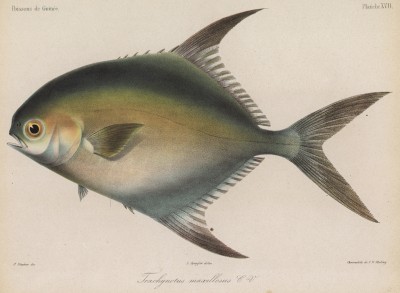 Гвинейский помпано (Trachynotus maxilosus (лат.)) из семейства Carangidae (лист XVII великолепной работы Memoire sur les poissons de la côte de Guinée, изданной в Голландии в 1863 году)