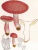 Сыроежка красивая, Russula rosacea Pers. (лат.). Hесъедобный невкусный гриб. Дж.Бресадола, Funghi mangerecci e velenosi, т.II, л.111. Тренто, 1933