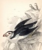 Чистики (Fratercula arctica (лат.)) (лист 19 тома XXVII "Библиотеки натуралиста" Вильяма Жардина, изданного в Эдинбурге в 1843 году)