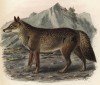 Волк обыкновенный (лист I иллюстраций к известной работе Джорджа Миварта "Семейство волчьих". Лондон. 1890 год)