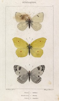 Бабочки 1.Pieres Callidice, 2.Крушинница, она же лимонница (Rhodocera rhamni) и 3. Pieres Daplidice (лат.) (лист 7)
