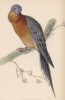 Странствующий голубь (Ectopistes migratoria (лат.)) (лист 19 тома XIX "Библиотеки натуралиста" Вильяма Жардина, изданного в Эдинбурге в 1843 году)