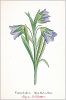 Копия «Колокольчик альпийский (Campanula alpina (лат.)) (лист 264 известной работы Йозефа Карла Вебера "Растения Альп", изданной в Мюнхене в 1872 году)»