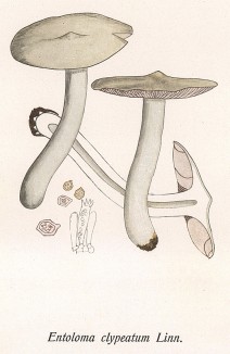 Энтолома щитовидная, терновниковая или садовая, Entoloma clypeatum Linn. (лат.), хороший съедобный гриб. Дж.Бресадола, Funghi mangerecci e velenosi, т.II, л.142. Тренто, 1933