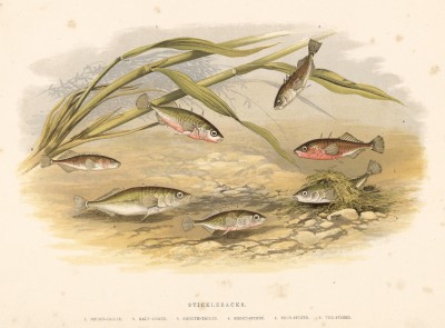 Рыбки-колюшки (иллюстрация к "Пресноводным рыбам Британии" -- одной из красивейших работ 70-х гг. XIX века, выполненных в технике хромолитографии)
