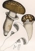 Катателасма императорская, Armillaria imperialis Fr. (лат.), редкий съедобный гриб. Дж.Бресадола, Funghi mangerecci e velenosi, т.I, л.22. Тренто, 1933