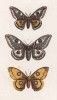 Бабочки Attacus Pavonia minor (1,2) и Aglia Tau (лат.) (лист 64)