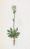 Камнеломка проломниковая (Saxifraga androsacea (лат.)) (лист 183 известной работы Йозефа Карла Вебера "Растения Альп", изданной в Мюнхене в 1872 году)
