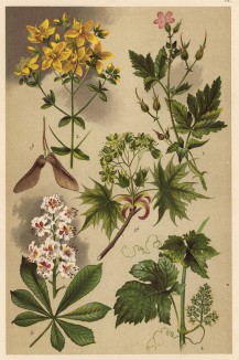 Герань Роберта (Geranium Robertianum), зверобой обыкновенный (Hypericum perforatum), клён остролистный (Acer platanoides), виноград обыкновенный (Vitis vinifera), конский каштан (Aesculus Hippocastanum)