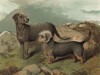 Бедлингтон-терьер и денди-динмонт-терьер (из "Книги собак" Веро Шоу, украшенной великолепными иллюстрациями Чарльза Барбера. Лондон. 1881 год)