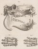 Череп и кости несимпатичного животного (лист VI иллюстраций к двенадцатому тому знаменитой "Естественной истории" графа де Бюффона, изданному в Париже в 1764 году)