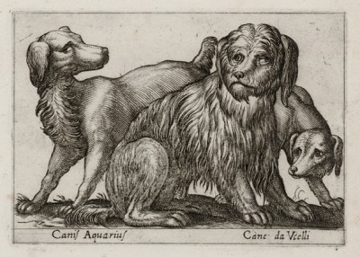 Домашние собаки (лист из альбома Nova raccolta de li animali piu curiosi del mondo disegnati et intagliati da Antonio Tempesta... Рим. 1651 год)