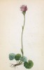 Подбельник двухцветный (Homogyne discolor (лат.)) (лист 20 известной работы Йозефа Карла Вебера "Растения Альп", изданной в Мюнхене в 1872 году)
