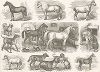 Домашние животные: лошади, собаки и кролики. Иллюстрированная энциклопедия наук и искусств Брокгауза. Атлас, т.3, Лейпциг, 1869-74 гг.