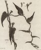 Вьюнок скальный (Convolvulus rupestris). Из атласа к знаменитой работе "Путешествия профессора Палласа в разные провинции Российской Империи". Париж, 1794