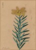 Лилия одноцветная. Lilium concolor (лат.). Французская ксилография 1900-х гг.