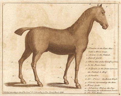 Места на теле лошади, которые необходимо регулярно осматривать на наличие поражений и заболеваний. Часть 2. Лондон, 1758