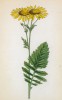Крестовник лировидный (Senecio lyratifolius (лат.)) (лист 232 известной работы Йозефа Карла Вебера "Растения Альп", изданной в Мюнхене в 1872 году)