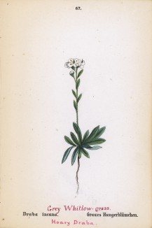 Крупка седая (Draba incana (лат.)) (лист 67 известной работы Йозефа Карла Вебера "Растения Альп", изданной в Мюнхене в 1872 году)
