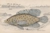 Леопардовый группер (Serranus altivelis (лат.)) (лист 20 XXIX тома "Библиотеки натуралиста" Вильяма Жардина, изданного в Эдинбурге в 1835 году