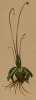 Жирянка альпийская (Pinguicula alpina (лат.)), питающаяся экологически чистыми альпийскими насекомыми (из Atlas der Alpenflora. Дрезден. 1897 год. Том IV. Лист 399)