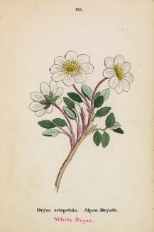 Дриада, или куропаточья трава (Dryas octopetala (лат.)) (лист 135 известной работы Йозефа Карла Вебера "Растения Альп", изданной в Мюнхене в 1872 году)