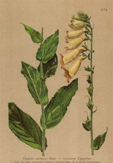Наперстянка крупноцветная (Digitalis ambigua (лат.)) (из Atlas der Alpenflora. Дрезден. 1897 год. Том IV. Лист 378)